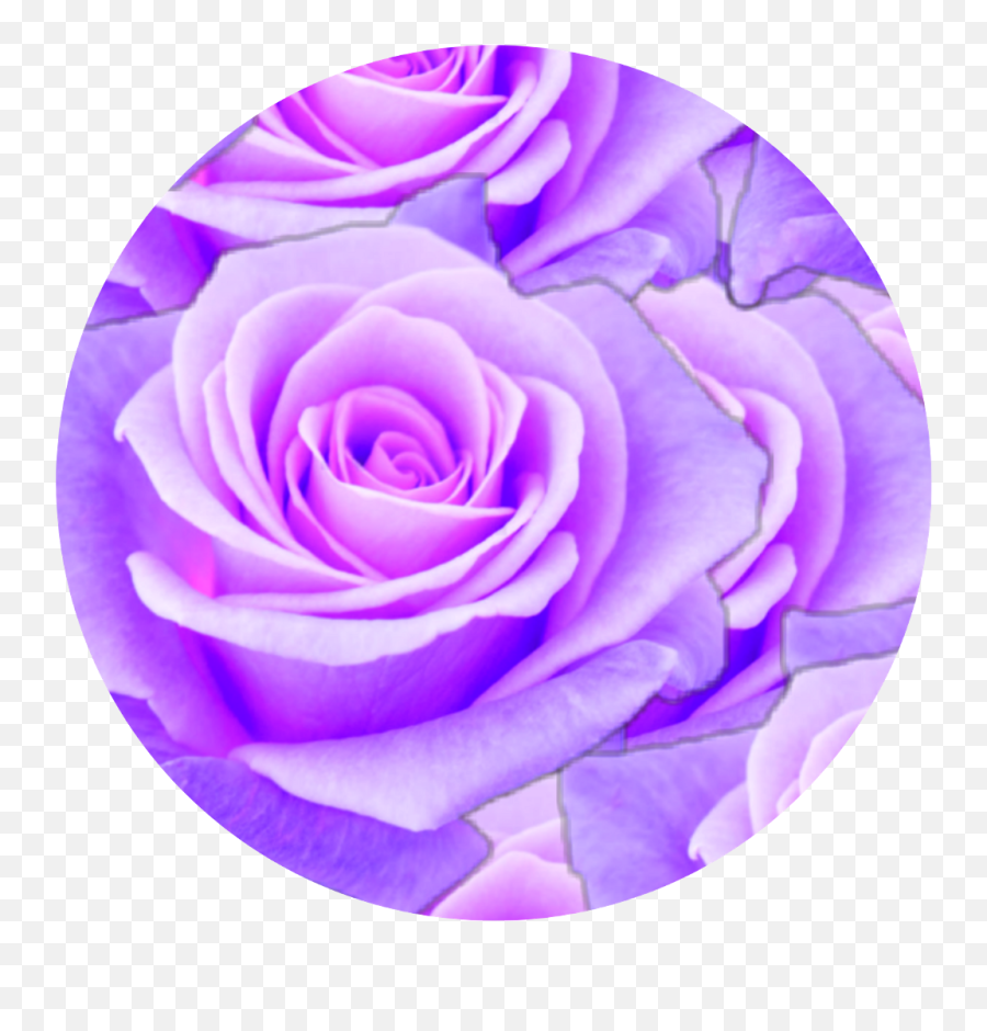 Download Purple Rose Circle Aesthetic - Aesthetic Purple Emoji,Purple Rose Png