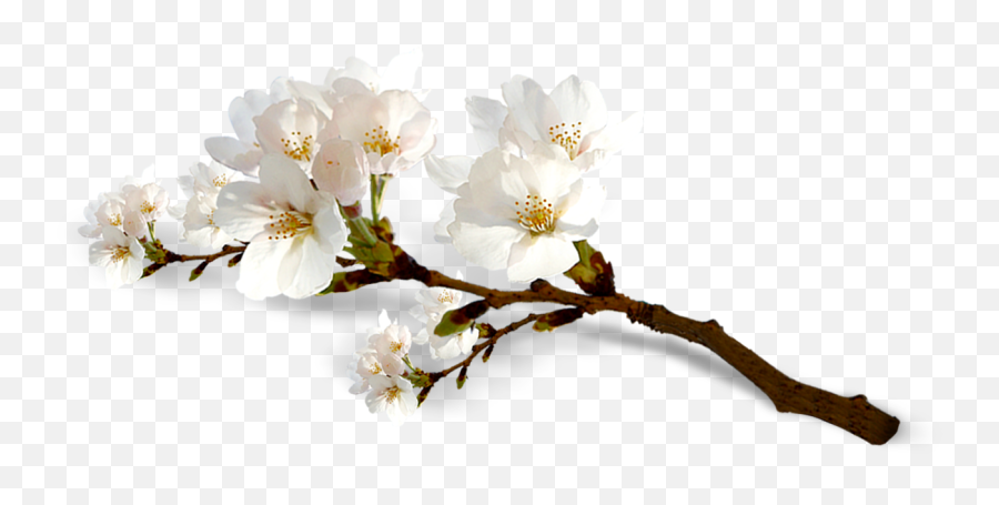 Collection Of Peach Blossom Png Images Emoji,Cherry Blossoms Png