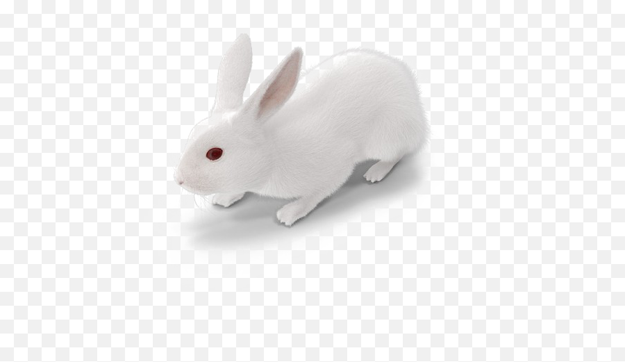 Download White Rabbit Png Free Download - Full White Rabbit Emoji,Rabbit Png