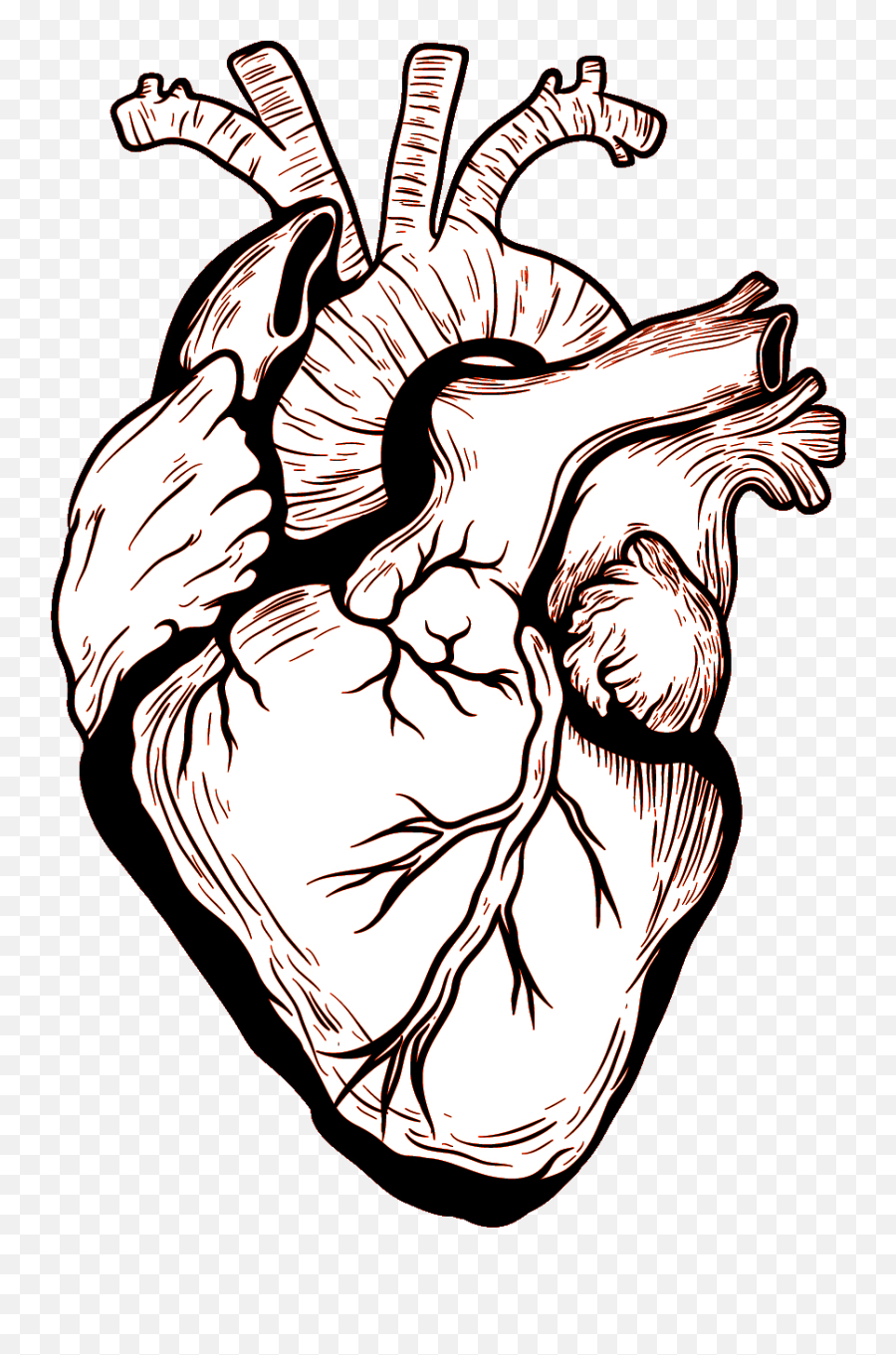 Heart Human Body Drawing - Heart Png Download 8581280 Drawing Anatomical Heart Transparent Emoji,Human Heart Clipart