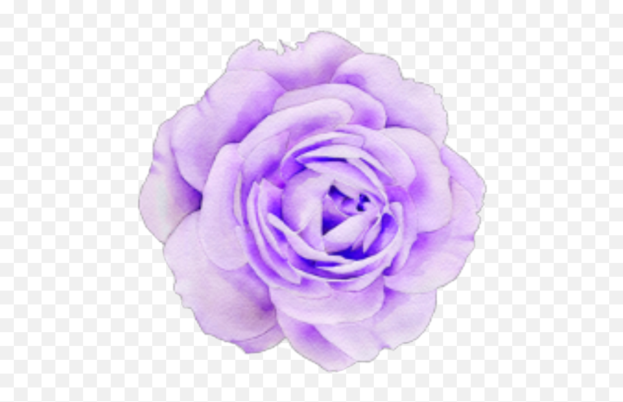Pastel Purple Flower Sticker By - Aesthetic Purple Flower Transparent Emoji,Purple Flower Transparent