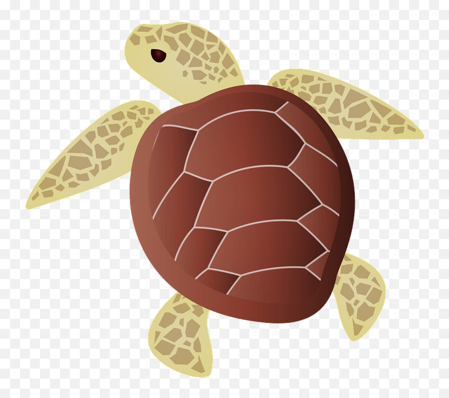 Sea Turtle Clipart Free Download Transparent Png Creazilla - Animal Figure Emoji,Turtle Transparent