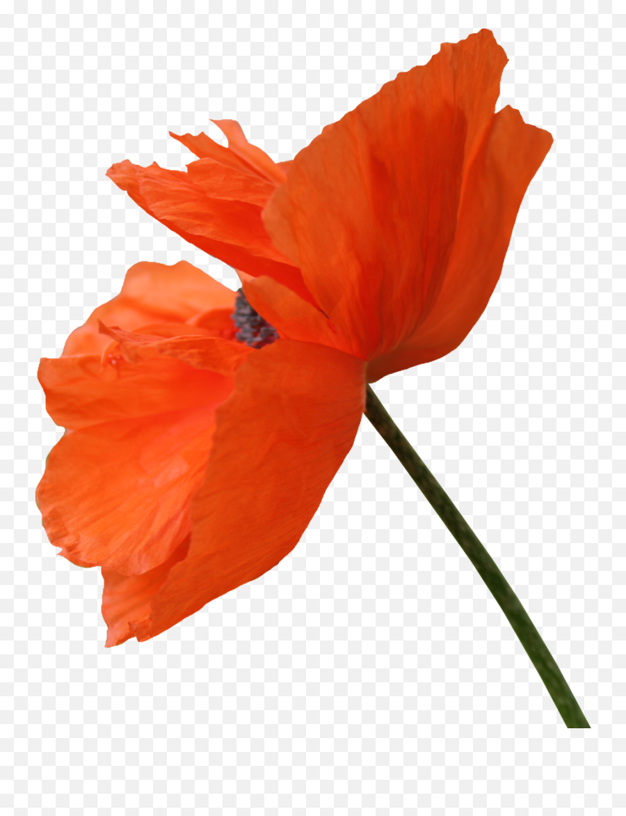Red Poppy Flower Png Clipart - Red Poppy Flower Transparent Png Emoji,Poppy Flower Clipart