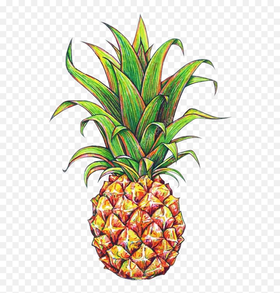 Tumblr Pineapple Png - Pineapple Drawing 2515221 Png Pineapple Png Emoji,Pineapple Png
