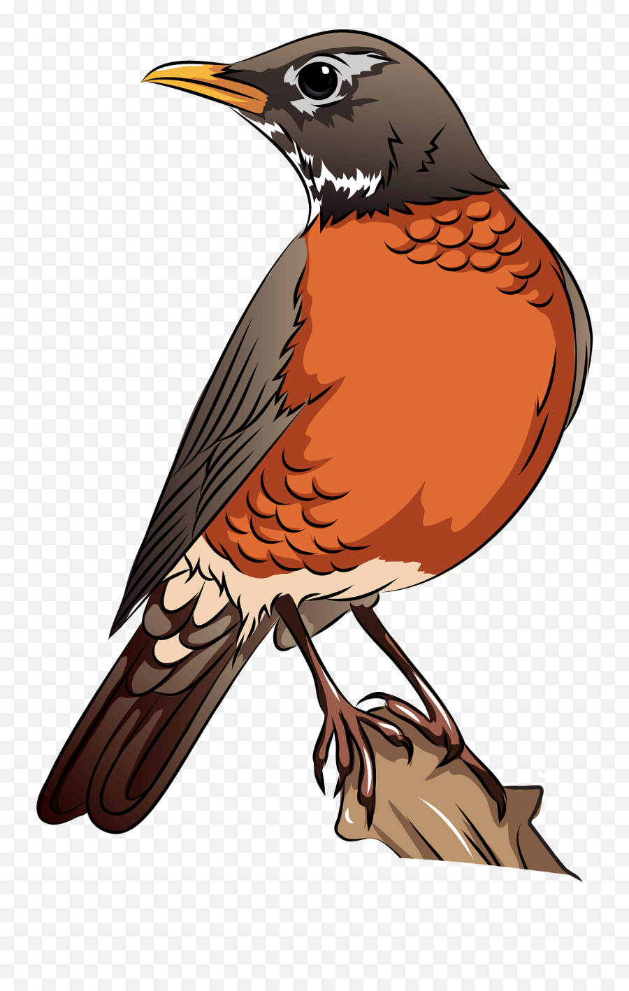American Robin - American Robin Bird Clipart Emoji,Robin Png