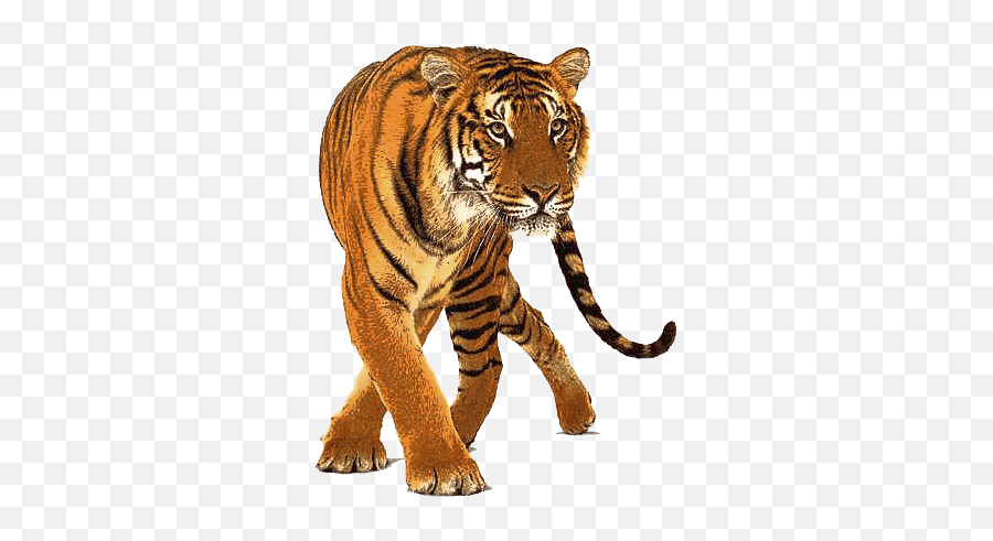 Download Tiger Free Png Transparent - Transparent Background Tiger Png Emoji,Tiger Png