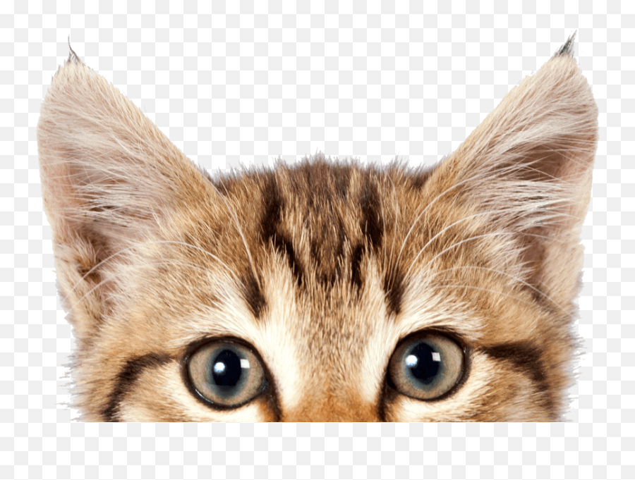 Cat Png - Transparent Cute Cats Png Emoji,Cat Png