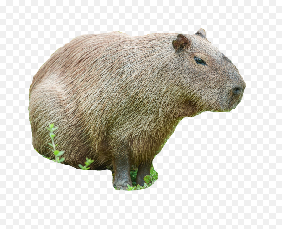 Rodents Emoji,Capybara Clipart