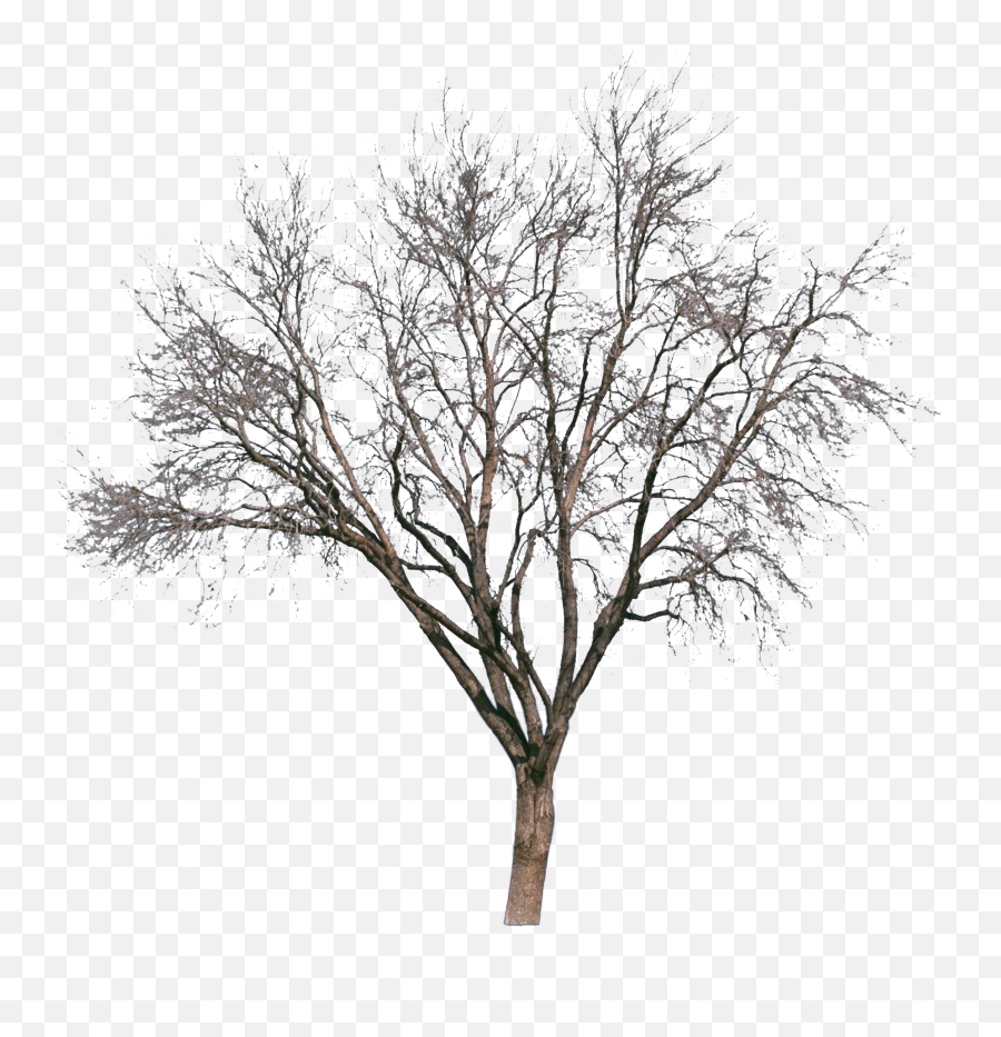 Tree Drawing Painting Silhouette - Snow Tree Png Download Emoji,Tree Without Leaves Clipart