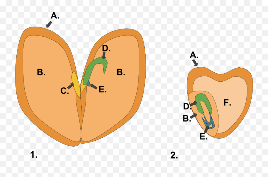 Library Of Apple And Orange Seeds Jpg Transparent Png Files - Monocot And Dicot Seeds Emoji,Seeds Clipart