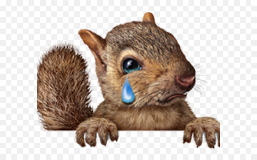 Squirrel Png - Cute Squirrels 1131688 Vippng Cute Squirrel Emoji,Squirrel Transparent