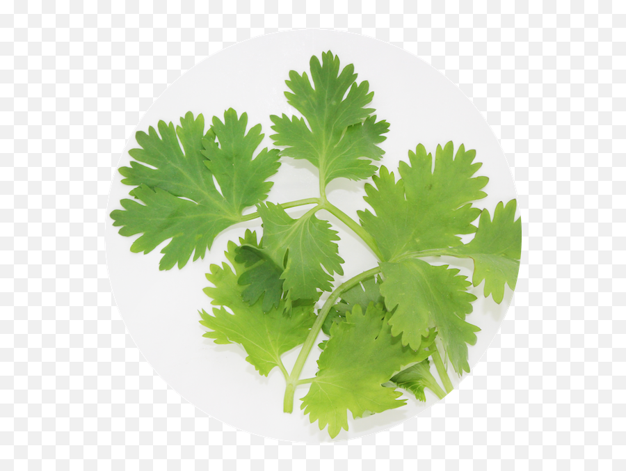 Hd Cilantro - Fresh Coriander Leaf Png Emoji,Cilantro Png
