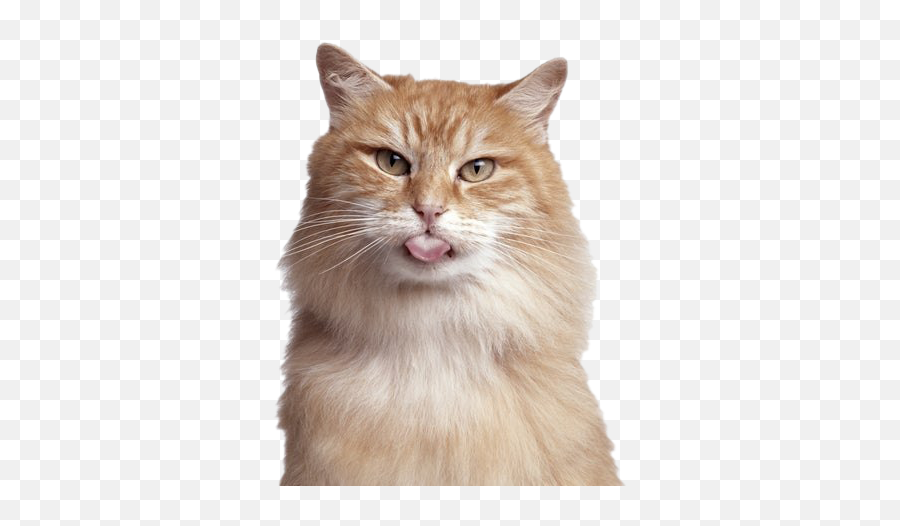 Cat Png Hd Quality - Birthday Cat Emoji,Cat Png