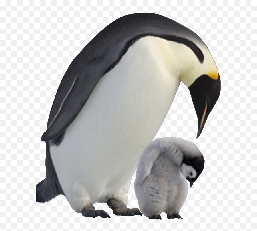 Download Penguin Png Image Transparent - Transparent Background Penguin Png Emoji,Penguin Png