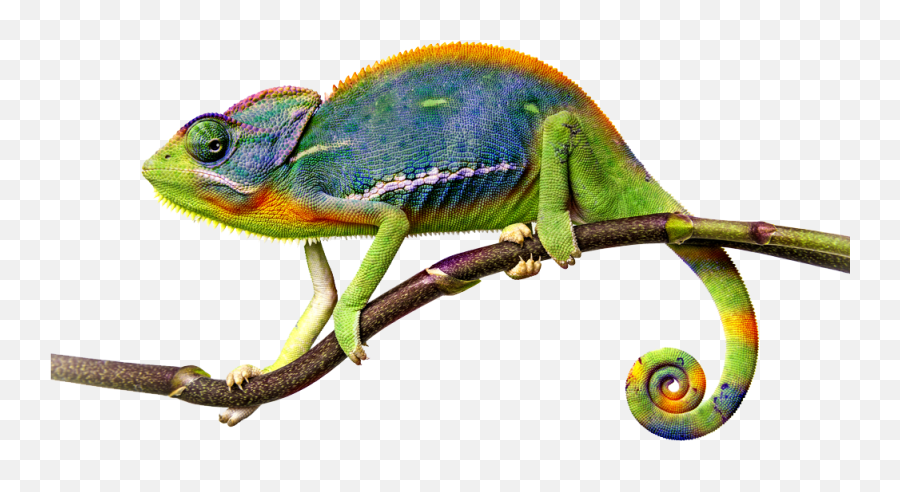 Chameleon Png File - Chameleon Png Emoji,Chameleon Png