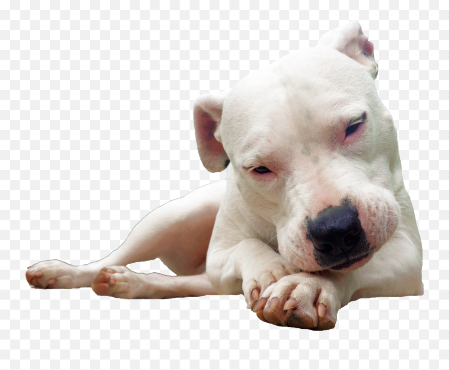 Transparent Dog Png Images 35png Snipstock Emoji,Cute Dog Png