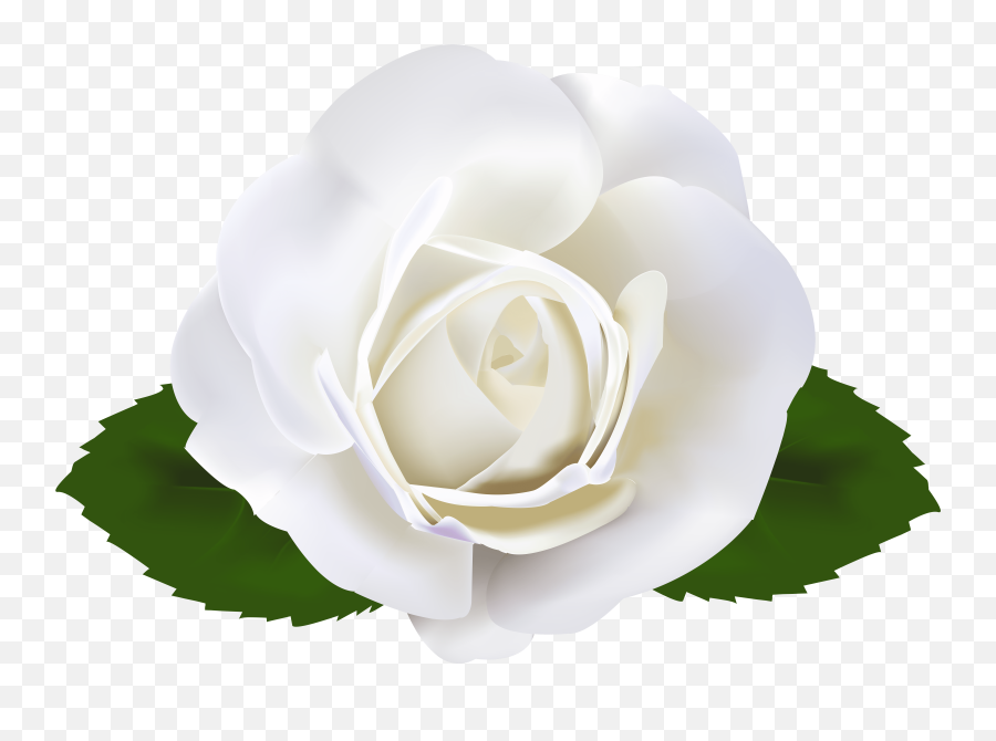 Aesthetic White Rose Png Download Image - Clipart Of White Rose Emoji,Rose Png