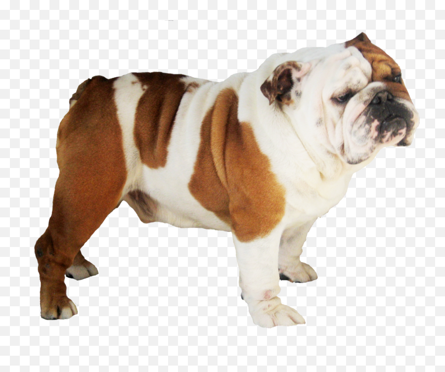 English Bulldog Transparent Background - Bulldog Emoji,Transparent Image