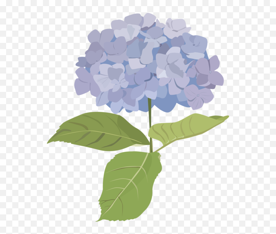 Download Hd Fleurs Tube Flowers Png Pinterest And Belle Emoji,Hydrangea Clipart