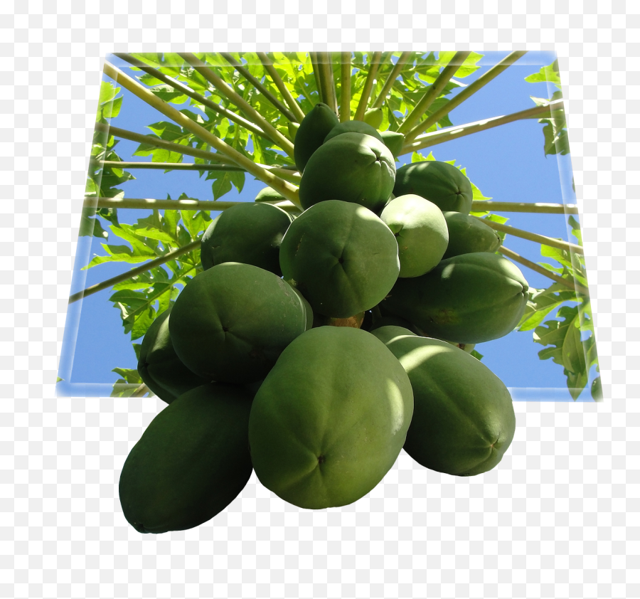 Papaya Fruit Food Tropical Fruit Png Picpng - Green Papaya Tree Png Emoji,Fruit Png