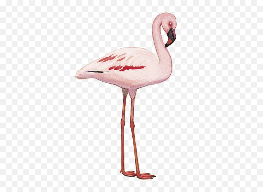Details Lesser Flamingo - Birdguides Emoji,Pink Flamingos Clipart