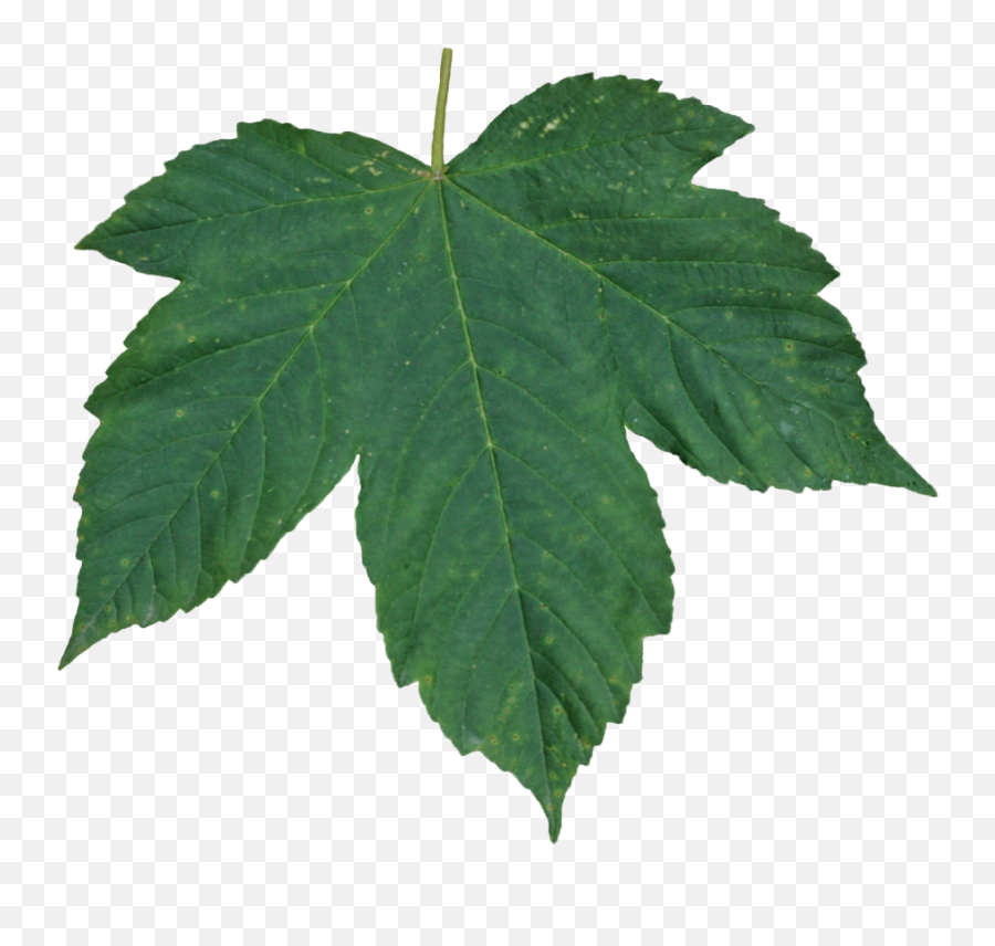 Green Leaves Png Image - Transparent Leaf Texture Background Emoji,Leaf Transparent