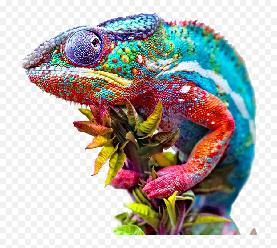 Colorful Chameleon - Chameleon 4k Emoji,Chameleon Png