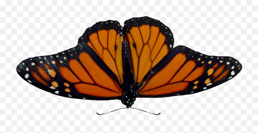 Butterfly Transparent Png - Transparent Background High Resolution Transparent Background Monarch Butterfly Png Emoji,Butterflies Transparent
