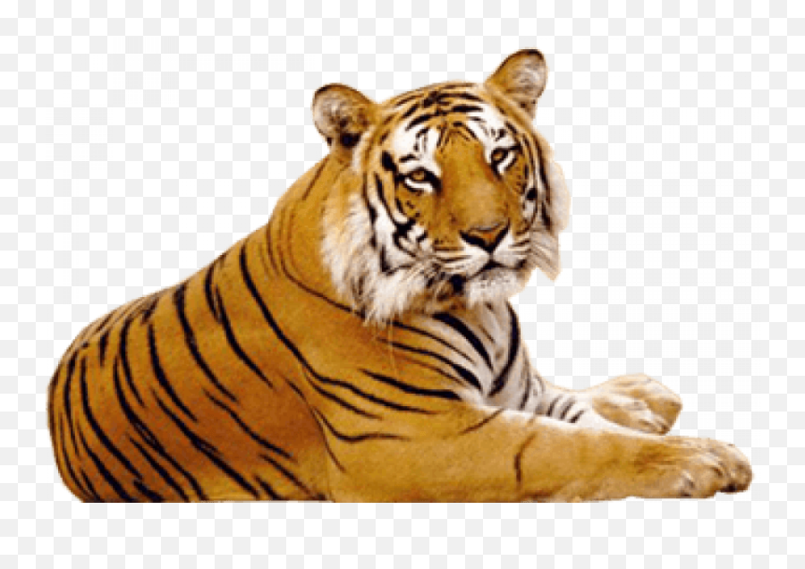 Sitting Tiger Png - Tiger Hd Images Png Emoji,Tiger Png