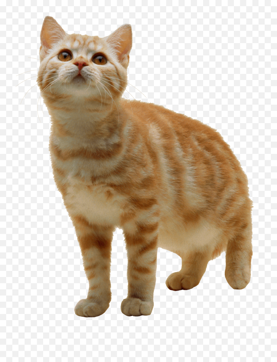 Farm Cat - Cat Png Emoji,Cat Png