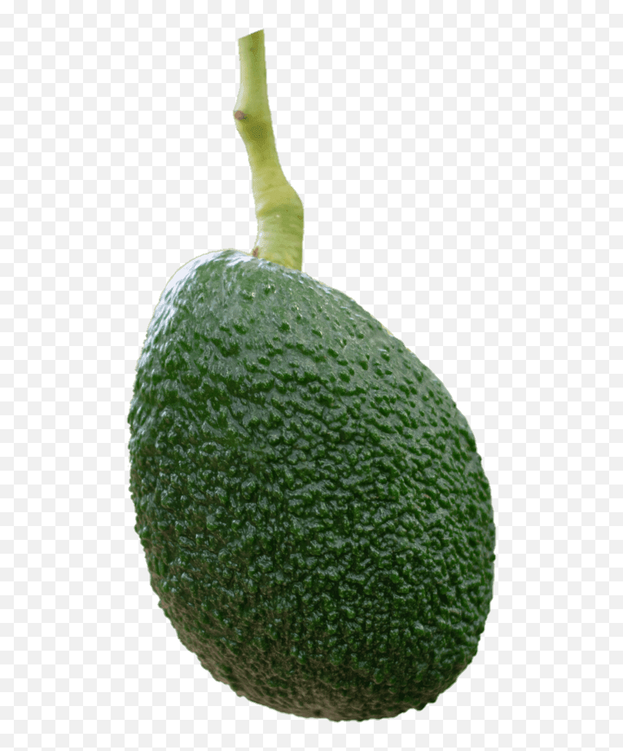 Avocado Fruit Png Emoji,Avacado Clipart