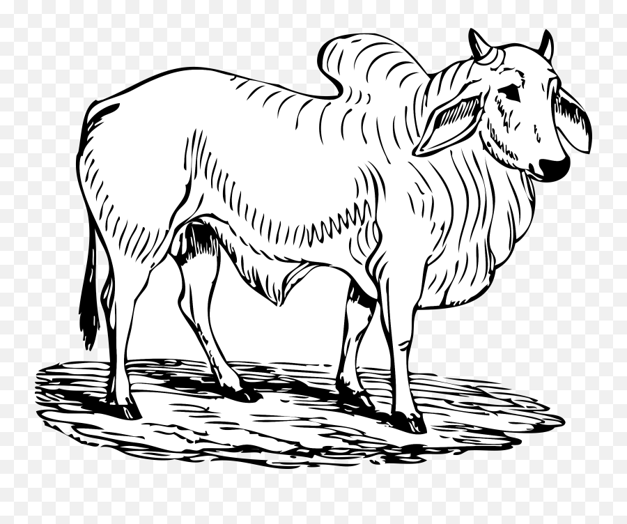Brahma Bull Clipart Transparent Images - Outline Images Of Ox Emoji,Bull Clipart