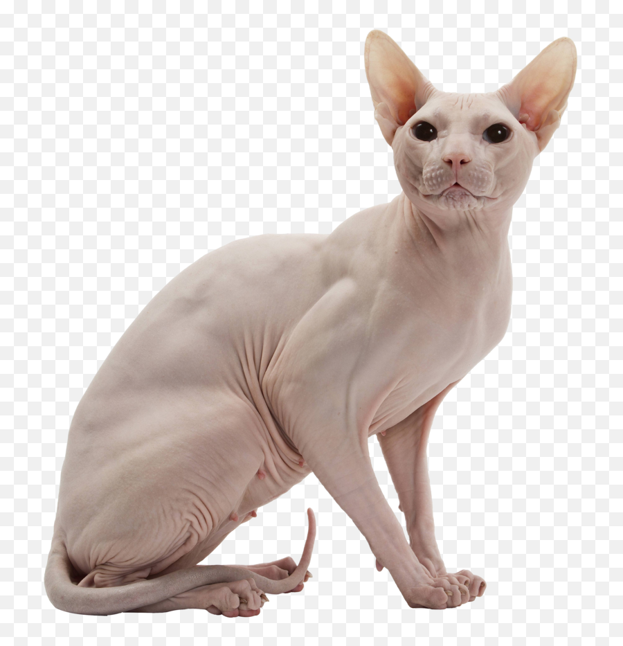 Sphynx Cat Png Image Png All - Sphynx Cat Png Emoji,Cat Transparent Background