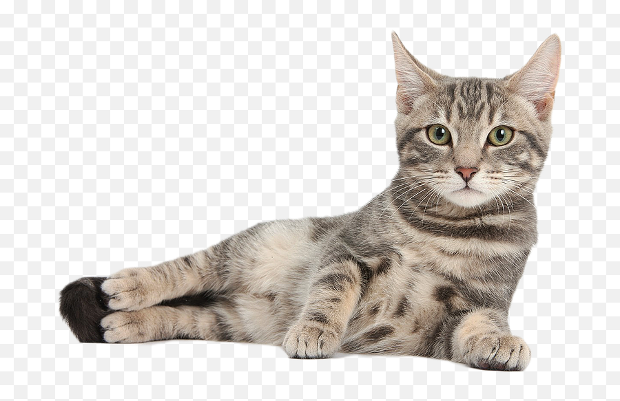 Tired Cat - Cat Domestic Animals Single Emoji,Cats Png