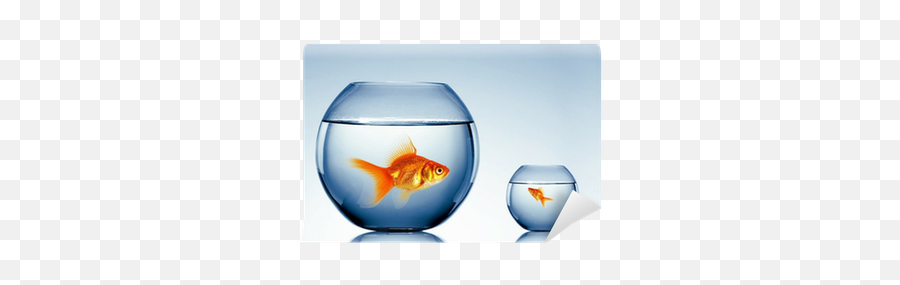 Gold Fish In A Fishbowl Wall Mural U2022 Pixers - We Live To Change Emoji,Fishbowl Png