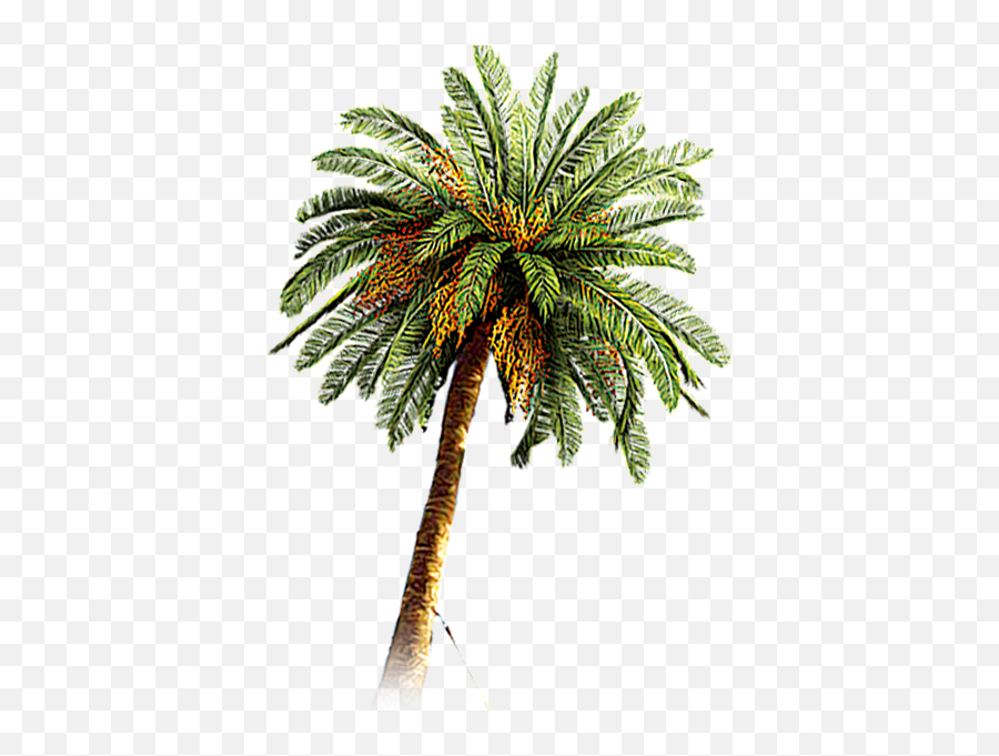 Palm Tree Png Image - Palm Dates Tree Png Emoji,Palm Tree Png
