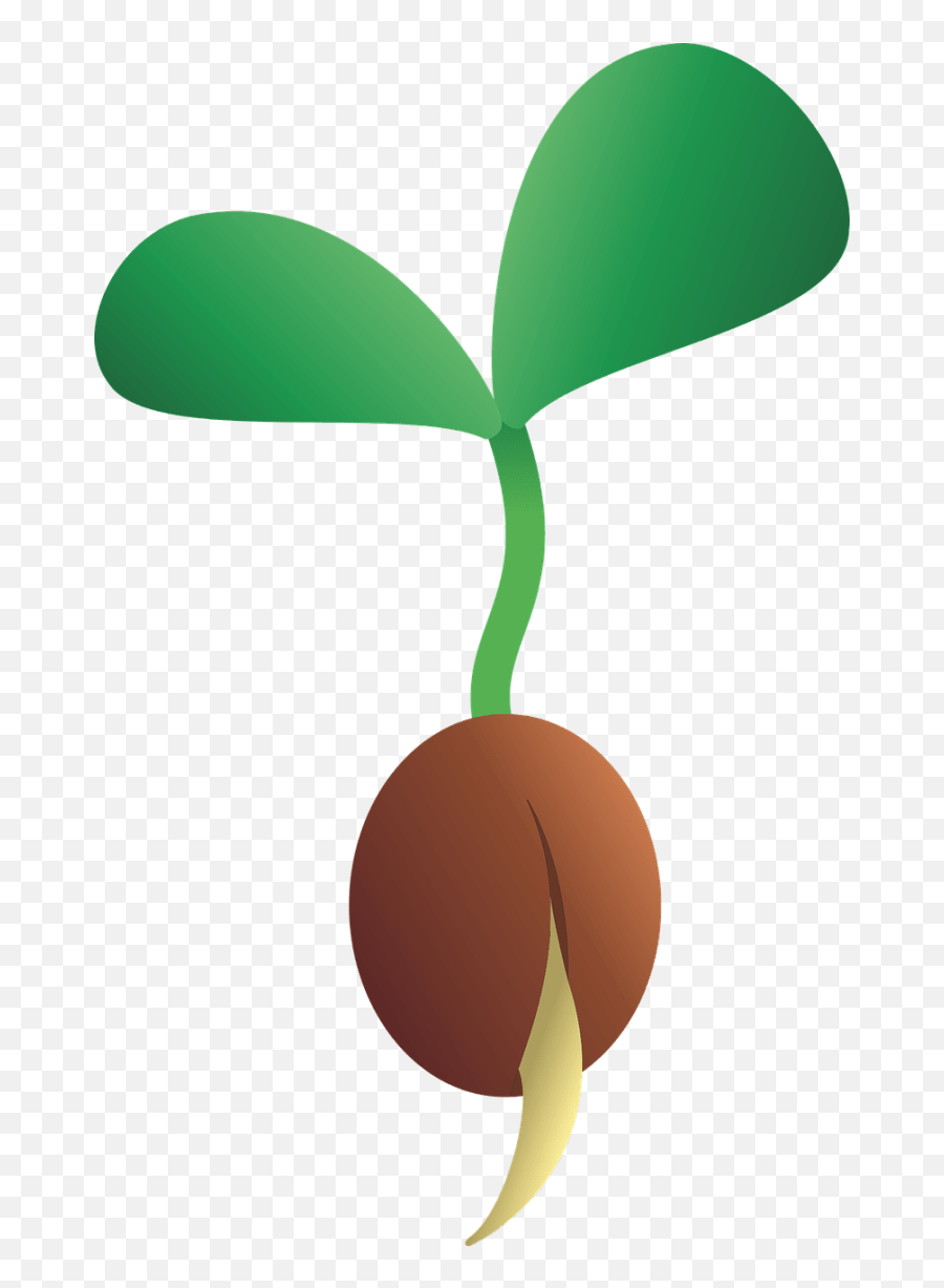 Freshgarlic Net Organic Garlic - Seed Growing Cartoon Seed Cartoon Transparent Emoji,Seed Clipart