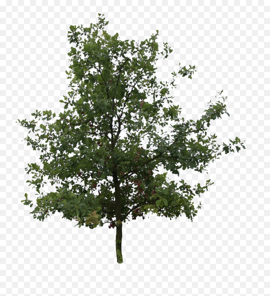 Oak Tree Png Transparent Cartoon - Transparent Background High Resolution Maple Tree Png Emoji,Oak Tree Png