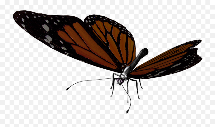 Butterfly Wings Garden Png Picpng - Mariposa Monarca Patas Emoji,Monarch Butterfly Png