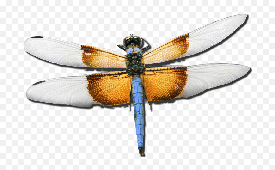 Dragonfly Skimmer Bug - Free Image On Pixabay Emoji,Dragonfly Transparent Background