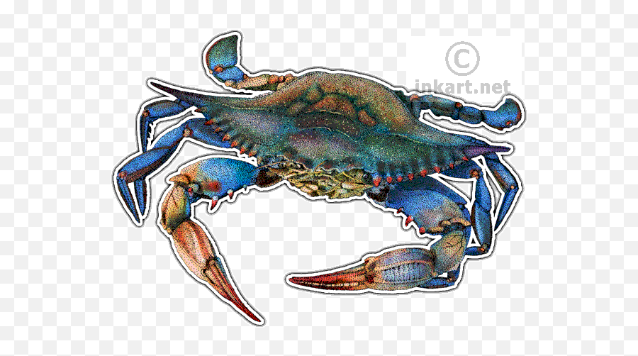 Atlantic Or Chesapeake Blue Crab Callinectes Sapidus Line Emoji,Blue Crab Png