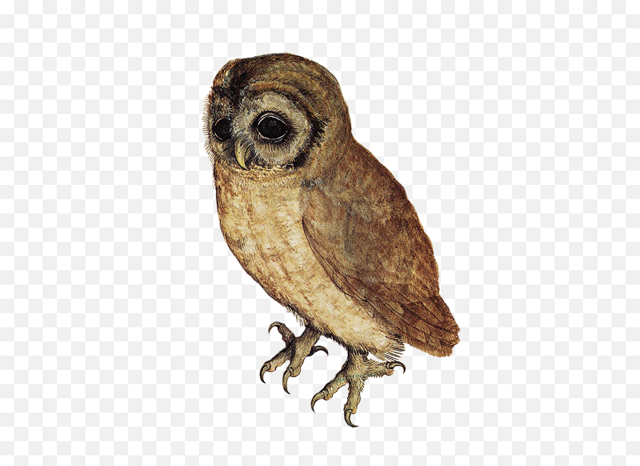 Brown Hawk Owl Clipart Transparent Background - Albrecht Screeching Owl Clip Art Emoji,Owl Clipart