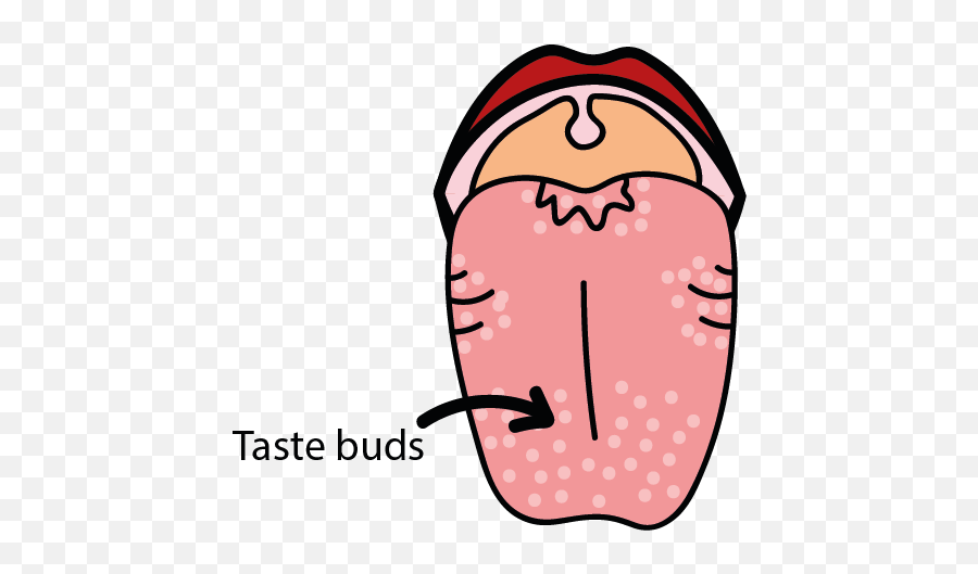 Tongue Taste Buds Clipart - Taste Buds Clipart Png Emoji,Tongue Clipart