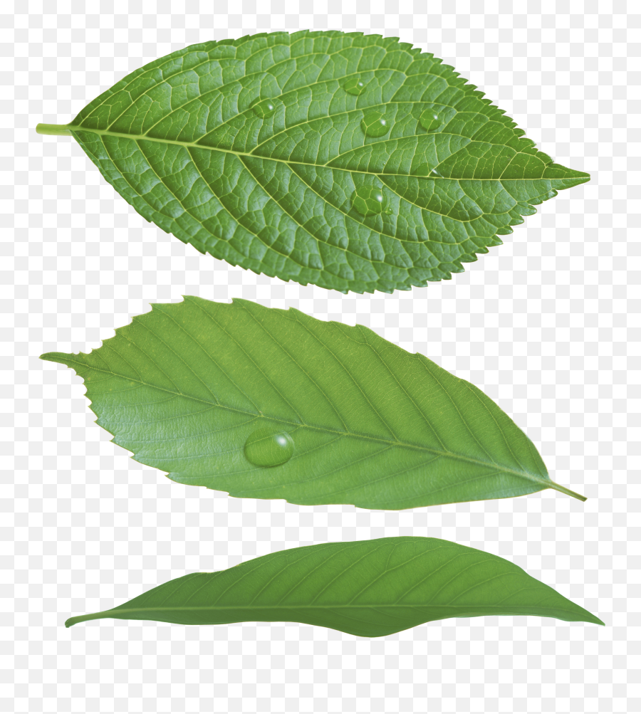 Download Green Leaf Png Hq Png Image - Green Real Leaf Png Emoji,Leaf Png