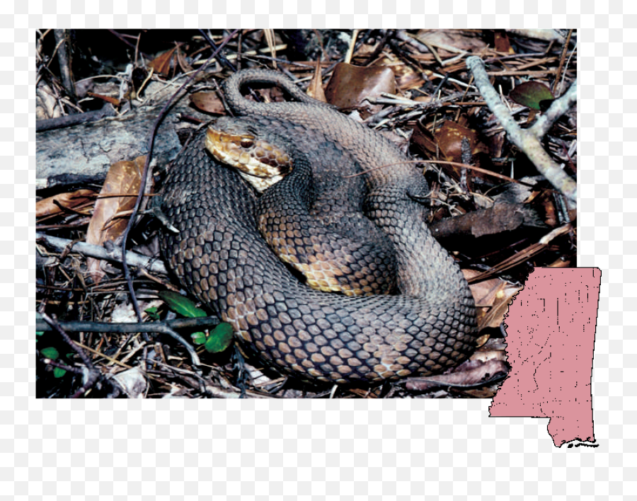 Mdwfp - Venomous Snakes Of Mississippi Cottonmouth Mississippi Emoji,South Side Serpents Logo