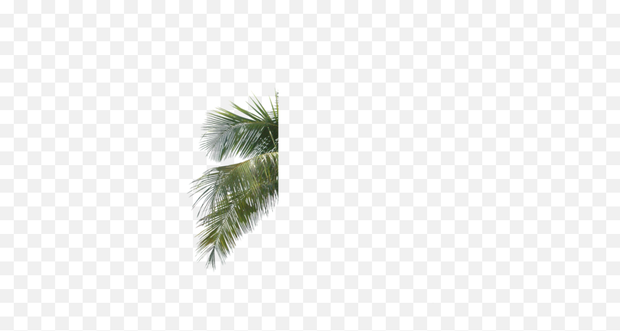 13 Palm Leaves Psd Images - Palm Tree Leaf Branch Png Palm Leaves Psd Emoji,Palm Leaf Png