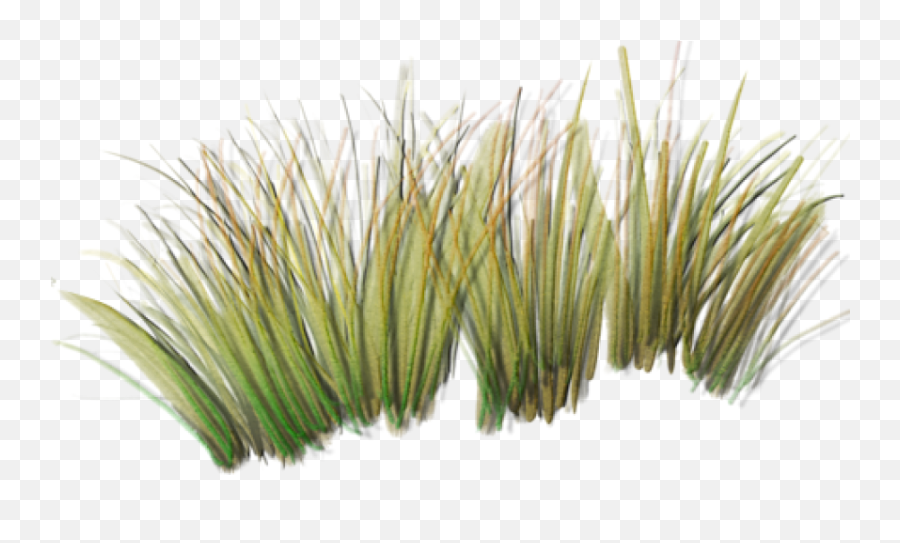 Download Tall Grass Png Index Of - Transparent Wild Grass Png Emoji,Tall Grass Png