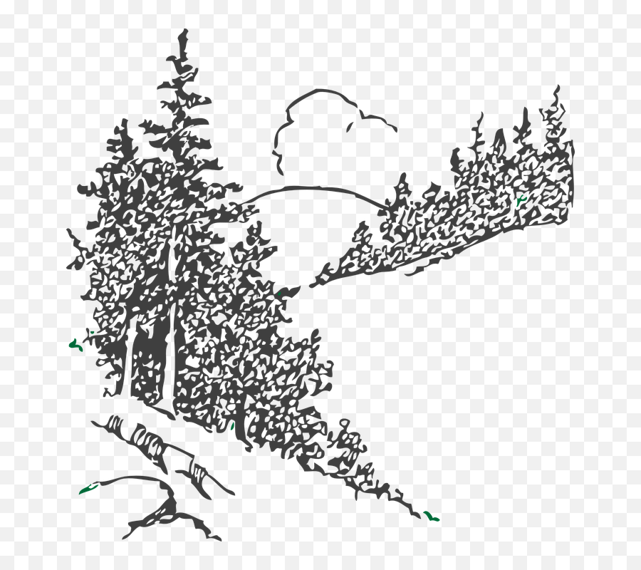 Forest Clipart Pine Tree Forest Pine - Pine Trees Sketch Png Emoji,Pine Tree Clipart