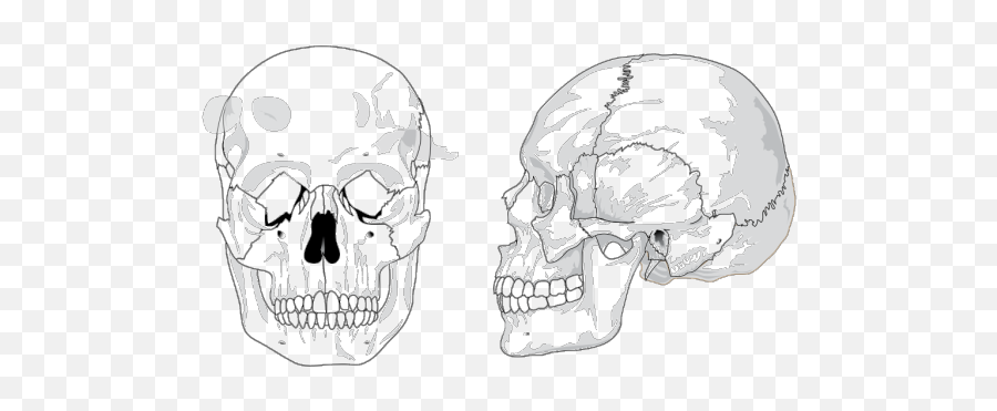 Skull Png Images Icon Cliparts - Download Clip Art Png Huesos Del Craneo Dibujo Emoji,Scull And Crossbones Clipart