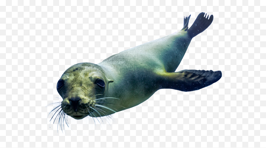 Download Hd Sea Lions - Sea Lion Png Transparent Png Image Real Ocean Animals Png Emoji,Lions Png